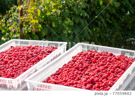 Harvesting raspberries. White plastic crates filled with ripe raspberries. Harvesting raspberries. White plastic crates filled with ripe raspberries. 77059602