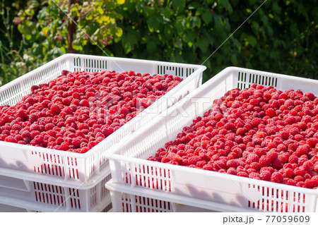 Harvesting raspberries. White plastic crates filled with ripe raspberries. 77059609