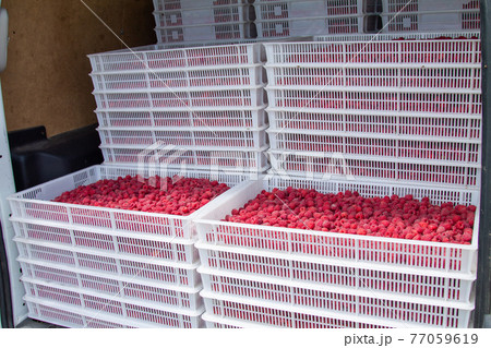 Harvesting raspberries. Ripe berries in white plastic crates loaded in a freight car. 77059619
