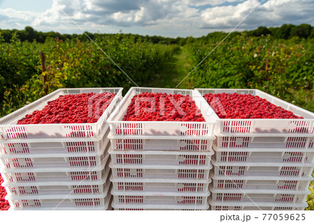 Harvesting raspberries. White plastic crates filled with ripe raspberries. 77059625