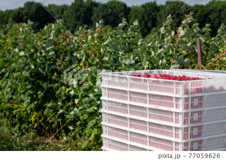 Harvesting raspberries. White plastic crates filled with ripe raspberries. 77059626