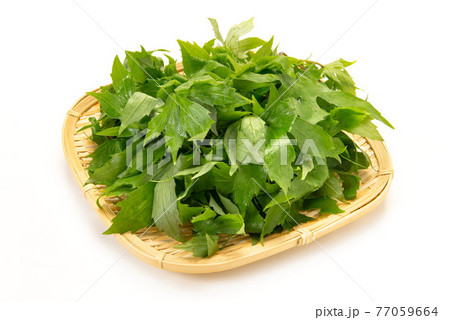 山菜のしどけ 77059664