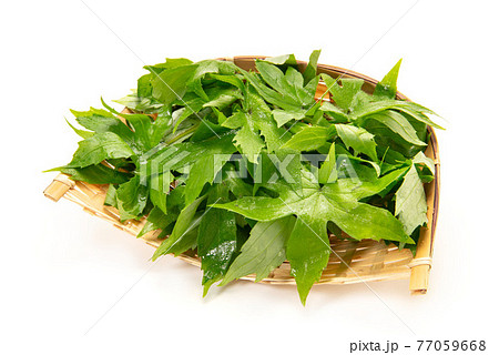 山菜のしどけ 山菜のしどけ 77059668