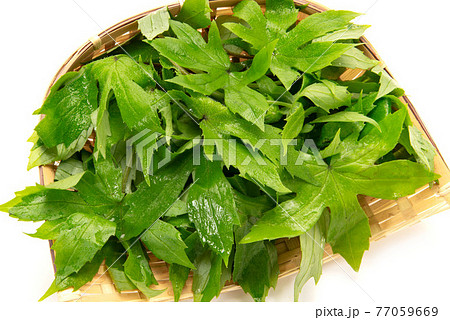 山菜のしどけ 山菜のしどけ 77059669