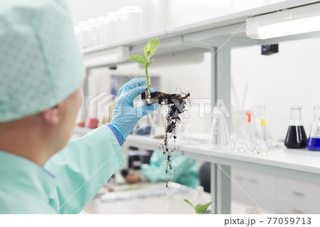 Scientist examines the root of the plants in the laboratory. Scientist examines the root of the plants in the laboratory. 77059713