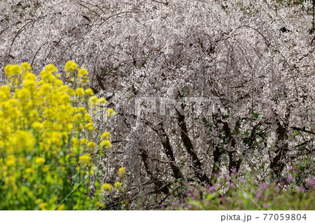 中越家のしだれ桜　降り注ぐ　（高知県　仁淀川町）	 77059804