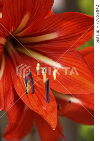 大輪の赤いアマリリスの花の写真素材 [77059842] - PIXTA
