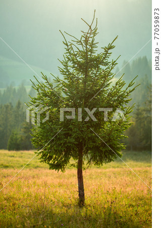 A lone pine tree against the background of the forest and mountains. 77059873