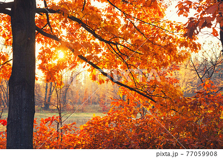Sunset. Forest glade Sunset. Forest glade 77059908
