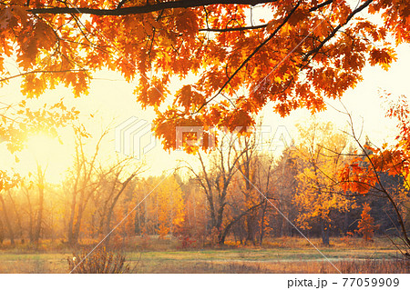 Sunset. Forest glade 77059909