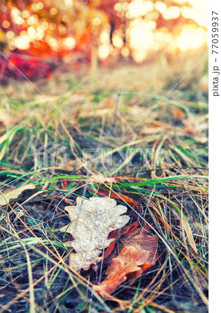 Fallen colorful maple leaves lying on the grass Fallen colorful maple leaves lying on the grass 77059937