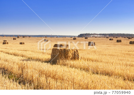 Bales of hay scattered around on field 77059940