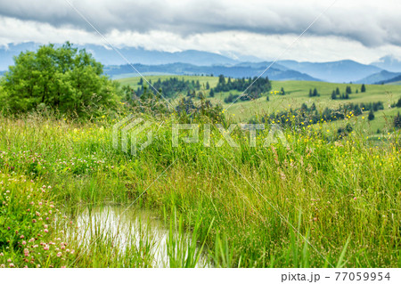 Small spring puddle in green grass Small spring puddle in green grass 77059954