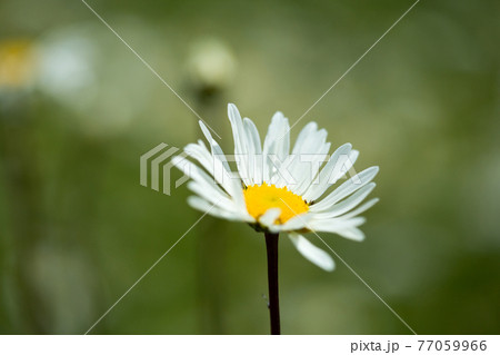 Camomile on a wild meadow. 77059966