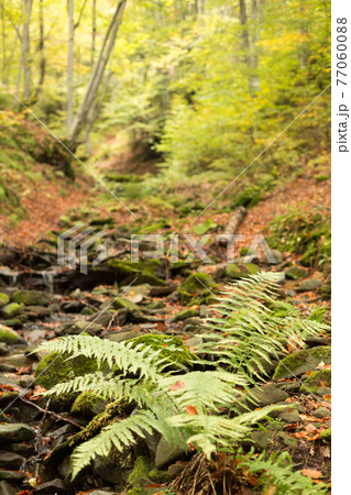 Small stream in autumn beech forest. 77060088
