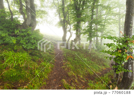Trail in the woods vanishing in the mist Trail in the woods vanishing in the mist 77060188