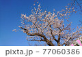 青空と桜 77060386