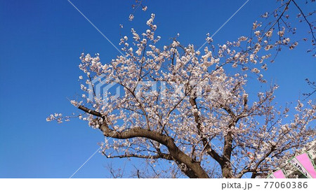 青空と桜 青空と桜 77060386