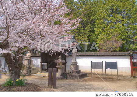 【重要伝統的建造物群保存地区】城西　本源寺の津山藩主森家墓所中門と桜の花　岡山県津山市 77060519