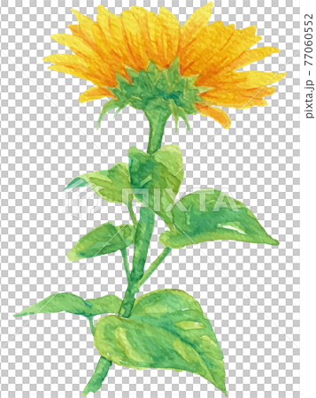 Illustration of sunflower with leaves drawn in watercolor (vector material) 6 77060552