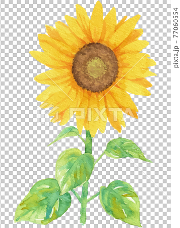水彩で描いた葉っぱ付き向日葵のイラスト(ベクター素材)3 水彩で描いた葉っぱ付き向日葵のイラスト(ベクター素材)3 77060554