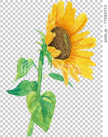 水彩で描いた葉っぱ付き向日葵のイラスト ベクター素材 4のイラスト素材
