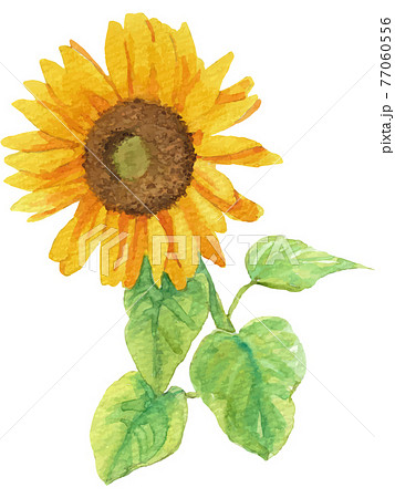 水彩で描いた葉っぱ付き向日葵のイラスト ベクター素材 1のイラスト素材