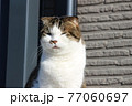 庭先で日向ぼっこするネコ 77060697