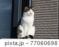 庭先にて日向ぼっこするネコ 77060698