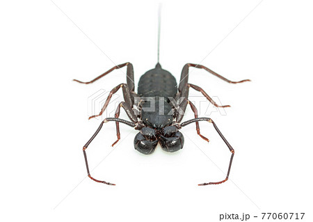 Image of whip scorpion isolated on white background. Animal. Insect. 77060717