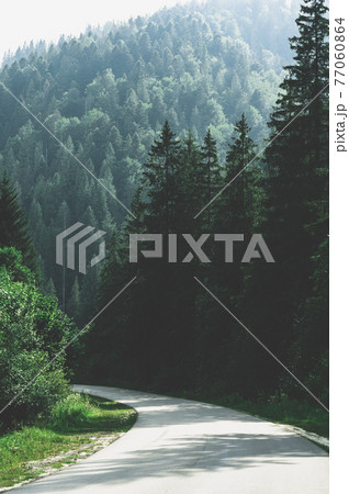 A narrow mountain road winding into dense dark green coniferous forest. A winding path among mountains and hills overgrown forests A narrow mountain road winding into dense dark green coniferous forest. A winding path among mountains and hills overgrown forests 77060864