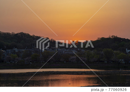 夕焼け 湖 桜 77060926