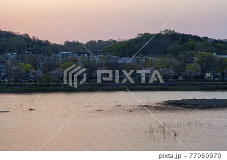 夕焼け 湖 桜 77060970