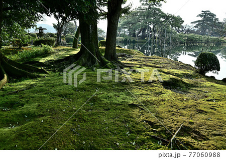 兼六園 園内の緑苔 兼六園 園内の緑苔 77060988