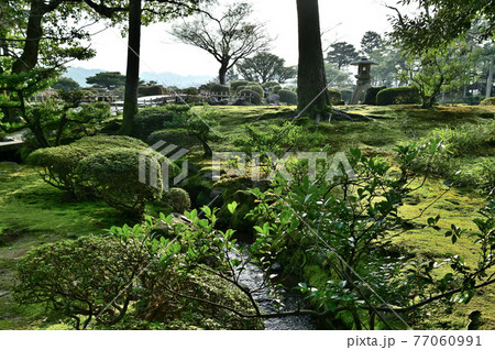 兼六園 園内の緑苔 兼六園 園内の緑苔 77060991