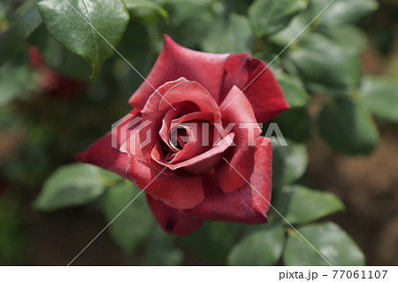 荒尾市 おもやい市民花壇 バラの花、 荒尾市 おもやい市民花壇 バラの花、 77061107