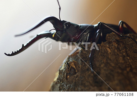 ノコギリクワガタ ノコギリクワガタ 77061108