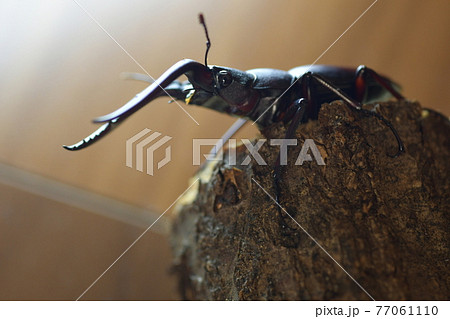 ノコギリクワガタ 77061110