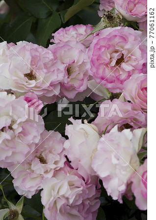 薔薇園にピンク色と白色の薔薇の花が咲いています。このバラの名前はボルデュール・ローズです。 77061162