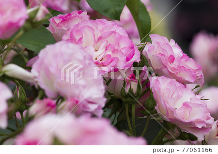 薔薇園にピンク色と白色の薔薇の花が咲いています。このバラの名前はボルデュール・ローズです。 薔薇園にピンク色と白色の薔薇の花が咲いています。このバラの名前はボルデュール・ローズです。 77061166