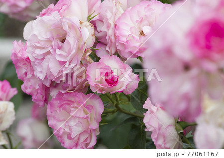 薔薇園にピンク色と白色の薔薇の花が咲いています。このバラの名前はボルデュール・ローズです。 薔薇園にピンク色と白色の薔薇の花が咲いています。このバラの名前はボルデュール・ローズです。 77061167