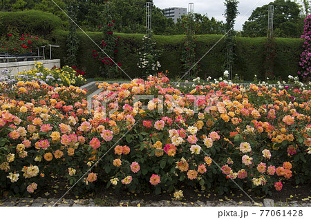 薔薇園に赤色や黄色のバラの花が咲いています。このバラの名前はスブニール・ド・アンネ・フランクです。 77061428