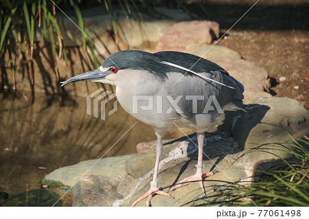 【井の頭自然文化園】ゴイサギ 77061498
