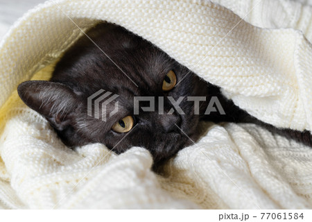 Cute black cat sleeps covered with warm blanket 77061584