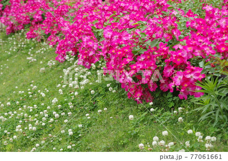 薔薇園にピンク色の薔薇の花が咲いています。このバラの名前はロージーカーペットです。 薔薇園にピンク色の薔薇の花が咲いています。このバラの名前はロージーカーペットです。 77061661