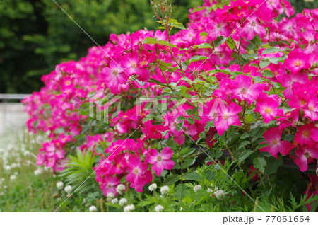 薔薇園にピンク色の薔薇の花が咲いています。このバラの名前はロージーカーペットです。 77061664