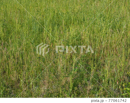 草原 野原 雑草 土地 草原 野原 雑草 土地 77061742