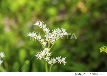 花 植物 万 77061850