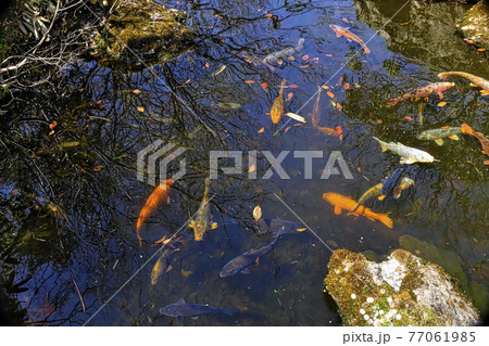 池の鯉 77061985