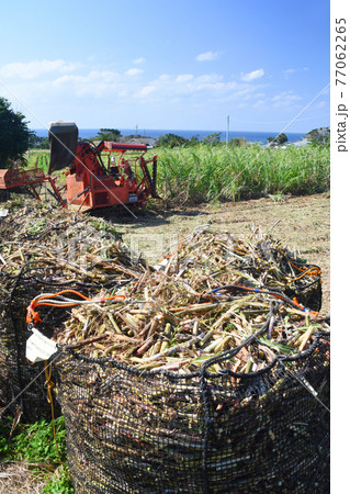徳之島・さとうきびの収穫風景 77062265